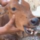 Calf could never eat again without rescue...