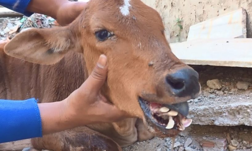 Calf could never eat again without rescue...