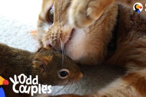 Cat Is SO Gentle With His Squirrel Brother | The Dodo Odd Couples