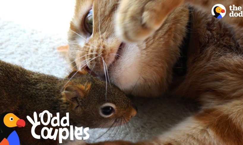 Cat Is SO Gentle With His Squirrel Brother | The Dodo Odd Couples