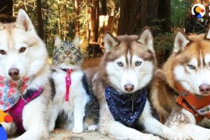 Cat Leads Her Pack Of Husky Dogs | The Dodo
