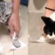 Cat Reaction to Sticky Tape - Funny Cat Tape Reaction Compilation