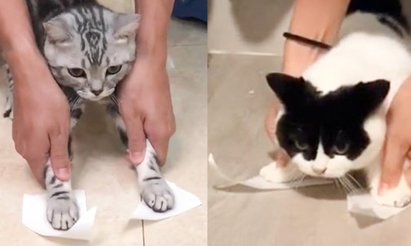 Cat Reaction to Sticky Tape - Funny Cat Tape Reaction Compilation