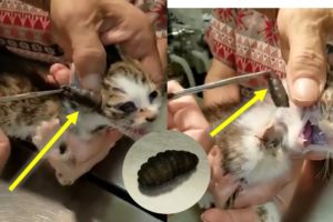 Cat Rescue | Botfly Larva Removed From Cats #2