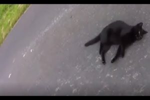 Cat Rescue Compilation (Real Life Heroes) .