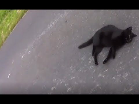 Cat Rescue Compilation (Real Life Heroes) .