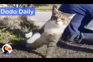 Cat Who Can't Keep His Balance Inspires Family: Best Animal Videos | The Dodo Daily