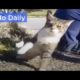 Cat Who Can't Keep His Balance Inspires Family: Best Animal Videos | The Dodo Daily