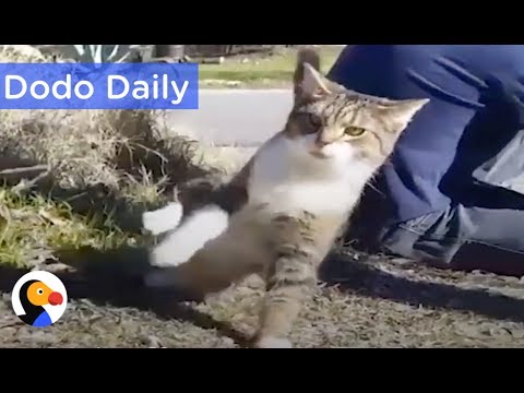 Cat Who Can't Keep His Balance Inspires Family: Best Animal Videos | The Dodo Daily