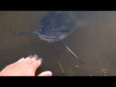 Catfish Like to be Petted!