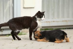 Cats Meeting Puppies for the First Time Compilation (2015)