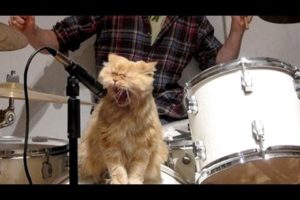 Cats & dogs singing with their owners - Funny and cute animal compilation