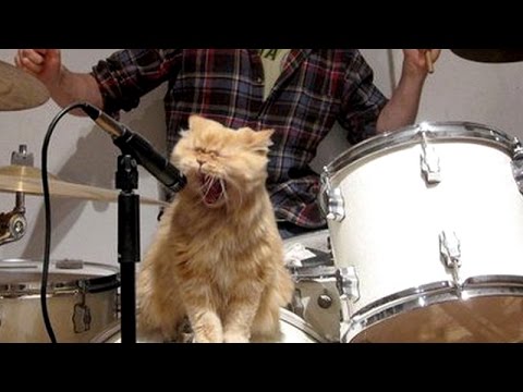 Cats & dogs singing with their owners - Funny and cute animal compilation