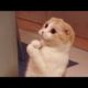 Cats are so funny you will die laughing - Funny cat compilation