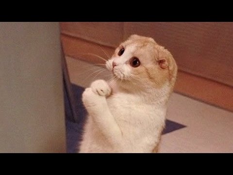 Cats are so funny you will die laughing - Funny cat compilation