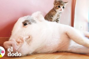 Cerdo criado por gatos piensa que es uno de ellos | El Dodo