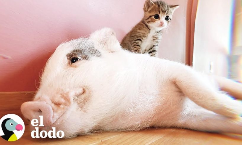 Cerdo criado por gatos piensa que es uno de ellos | El Dodo