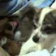 Chihuahua Giving Birth To 4 Cute Puppies. Deer Head Chihuahua's