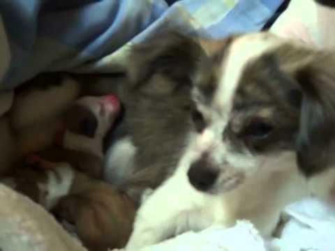Chihuahua Giving Birth To 4 Cute Puppies. Deer Head Chihuahua's
