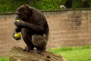 Chimp Learns to Trade | Extraordinary Animals | BBC Earth