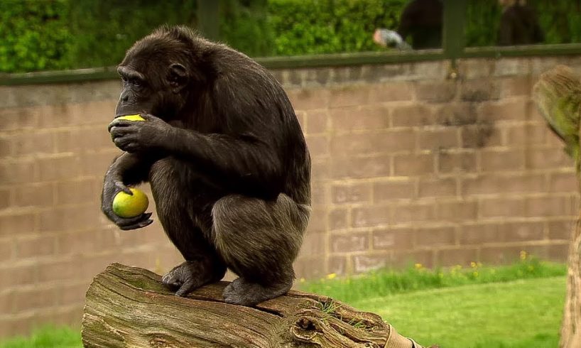 Chimp Learns to Trade | Extraordinary Animals | BBC Earth