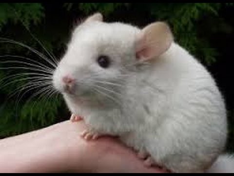 Chinchilla funny videos. Chinchilla playing. Animals for kids.