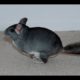 Chinchilla jumping and running fast! Chinchilla play time. Funny animals compilation.