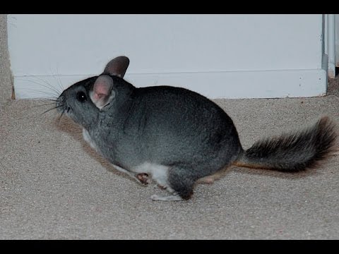 Chinchilla jumping and running fast! Chinchilla play time. Funny animals compilation.