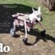 Chiva nace sin piernas pero es la cabrita más amistosa | El Dodo