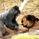 Classic fight Lion , gorilla attack | Gorilla vs lion - Most Amazing Moments Of Wild Animal Fights