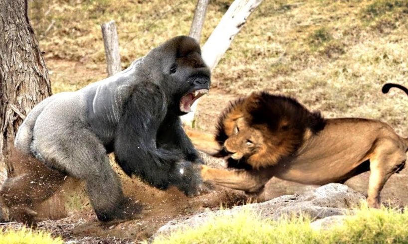 Classic fight Lion , gorilla attack | Gorilla vs lion - Most Amazing Moments Of Wild Animal Fights