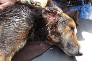 Collapsed dog rescued with life-threatening wounds makes amazing recovery
