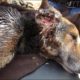 Collapsed dog rescued with life-threatening wounds makes amazing recovery