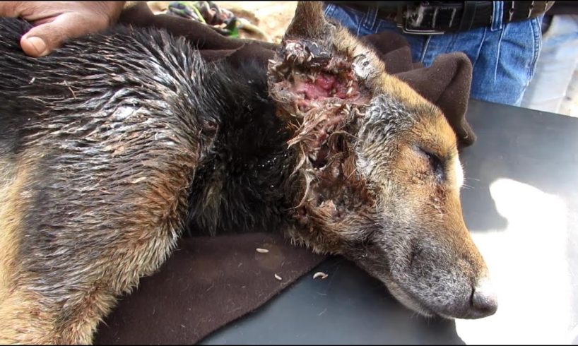 Collapsed dog rescued with life-threatening wounds makes amazing recovery