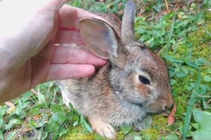 Comforting A Dying Rabbit - A Documentary