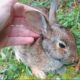 Comforting A Dying Rabbit - A Documentary