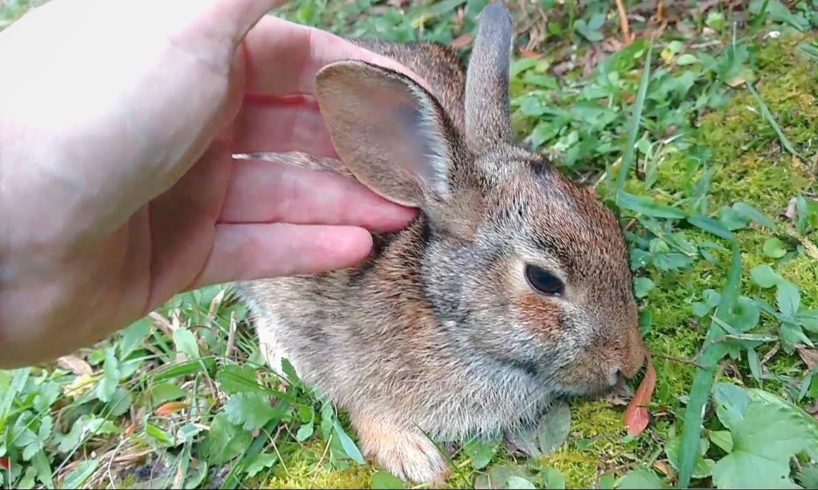 Comforting A Dying Rabbit - A Documentary