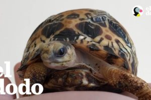 Conoce a esta tortuga que es prácticamente un cachorro | El Dodo