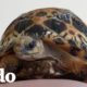 Conoce a esta tortuga que es prácticamente un cachorro | El Dodo