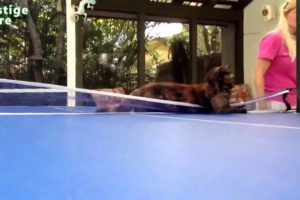 Cool animals | Cats playing table tennis | Funny cat videos | Cat video | Funny cats videos[HD]