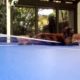 Cool animals | Cats playing table tennis | Funny cat videos | Cat video | Funny cats videos[HD]