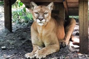 Cougar Rescued from Backyard Zoo!