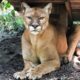 Cougar Rescued from Backyard Zoo!