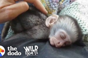 Couple Drops Everything to Save Thousands of Vervet Monkeys | The Dodo Wild Hearts