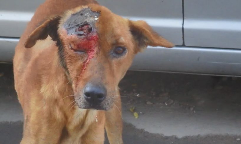 Crawling with maggots dog rescued with huge wound (graphic content)