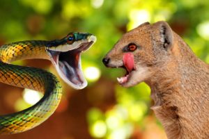 Craziest Animal Fights Caught On Camera : Mountain Weasel Vs Cobra | Animal Wild Real Fight