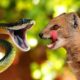 Craziest Animal Fights Caught On Camera : Mountain Weasel Vs Cobra | Animal Wild Real Fight