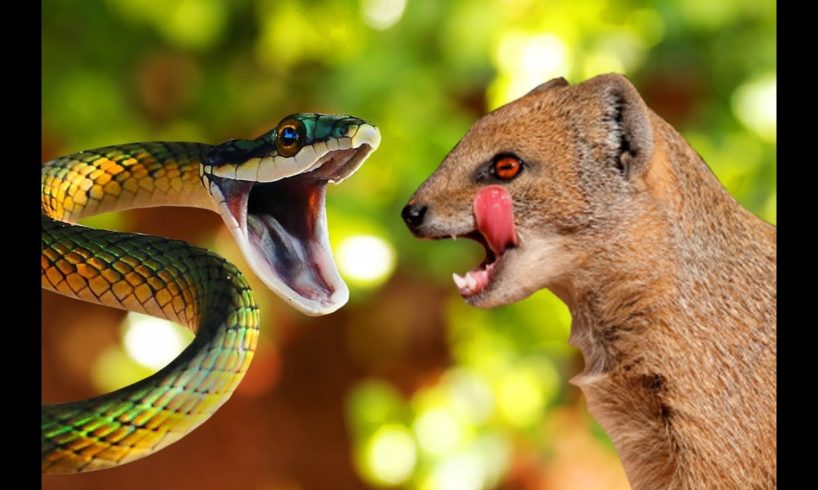 Craziest Animal Fights Caught On Camera : Mountain Weasel Vs Cobra | Animal Wild Real Fight