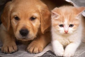 Cute And Funny Puppies And Kittens - Cute Puppies Doing Funny Things | Funny Dogs And Cats