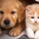 Cute And Funny Puppies And Kittens - Cute Puppies Doing Funny Things | Funny Dogs And Cats